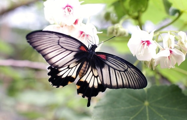 Wingwave: Wie der Flügelschlag eines Schmetterlings - kleine Ursache, große Wirkung.